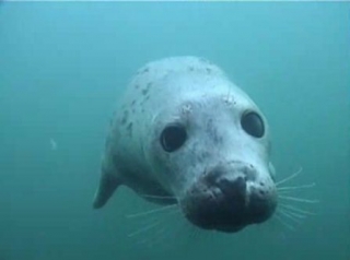  Grey Seal 